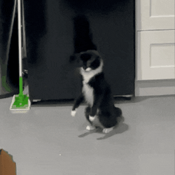Black Cat Shocked Jumps Boing GIF