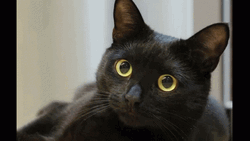 Black Cat Side Eye GIF