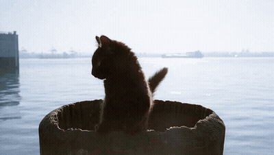 Black Cat Sitting In Bucket GIF