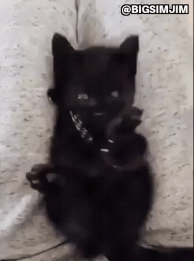 Black Cat Sitting In Corner Looking At Camera GIF