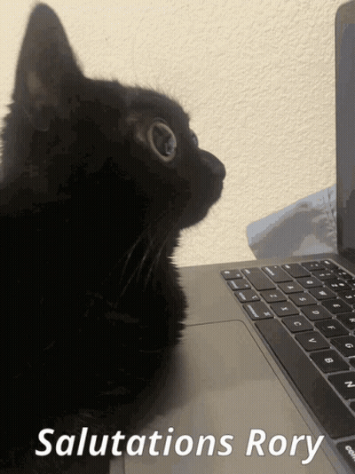 Black Cat Sitting In Front Of Laptop GIF