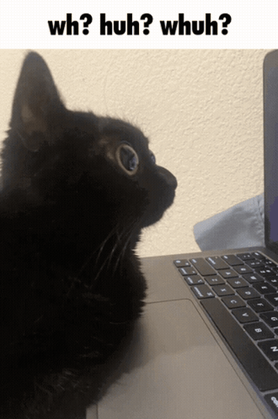 Black Cat Sitting In Front Of Laptop GIF