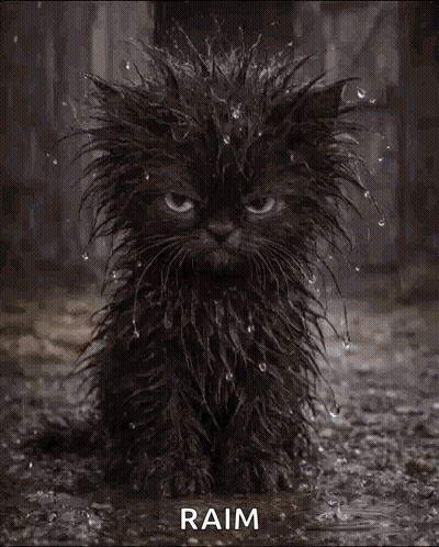 Black Cat Sitting In Puddle With Rain Drops GIF