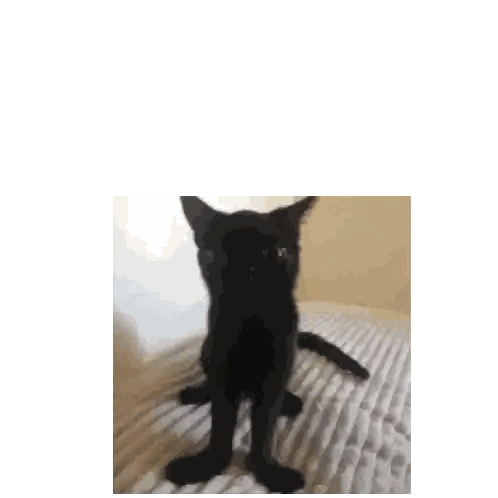 Black Cat Sitting On Bed Sticker