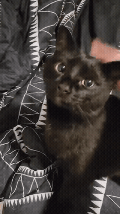 Black Cat Sitting On Blanket GIF