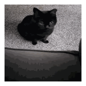 Black Cat Sitting On Carpet Sticker
