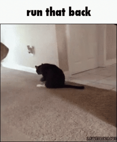Black Cat Sitting On Carpet Saying Run That Back GIF