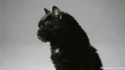 Black Cat Sitting On Gray Surface Looking Side GIF