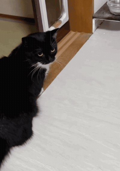 Black Cat Sitting On Mat Beside Water Bowl GIF