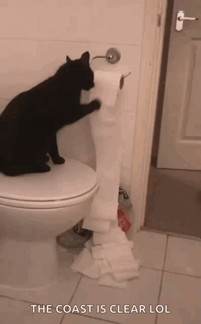 Black Cat Sitting On Toilet Next To Toilet Paper GIF