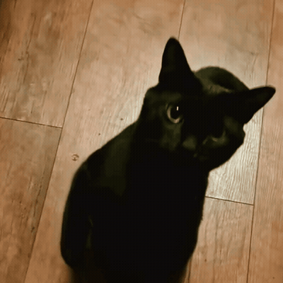 Black Cat Sitting On Wooden Floor Looking Up GIF