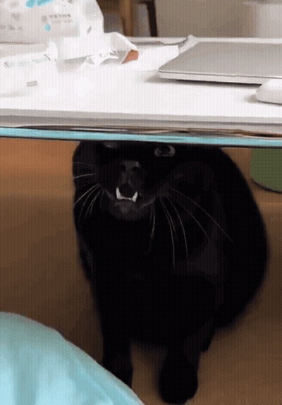 Black Cat Sitting Under Table With Laptop And Tissues GIF