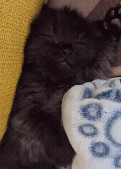 Black Cat Sleeping On Blue Circles Blanket GIF