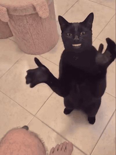Black Cat Standing Giving Middle Finger GIF