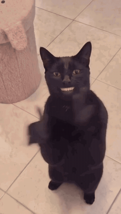 Black Cat Standing Giving Middle Finger GIF