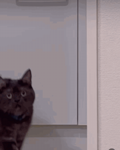 Black Cat Standing