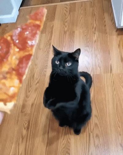 Black Cat Standing Next To Pizza Slice GIF