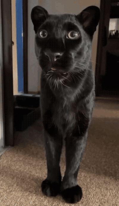Black Cat Standing On Carpet GIF