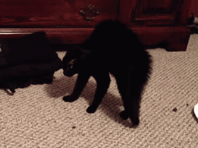Black Cat Standing On Carpeted Floor GIF