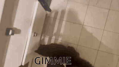 Black Cat Standing On Floor Saying Gimmie GIF