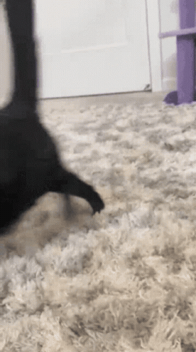 Black Cat Standing On Fluffy Rug GIF