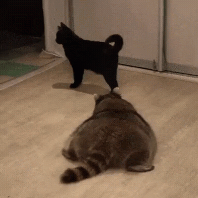 Black Cat Standing On Gray Raccoon GIF