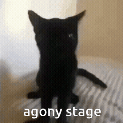 Black Cat Standing On Hind Legs Agony Stage GIF