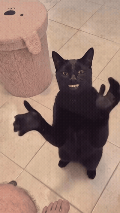 Black Cat Standing on Hind Legs Arms Outstretched