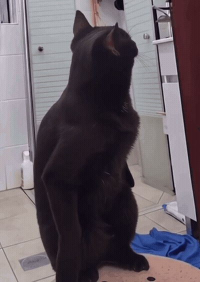 Black Cat Standing On Hind Legs In Front Of Shower GIF