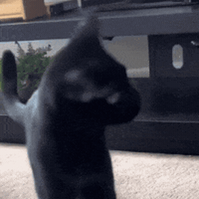 Black Cat Standing On Hind Legs Looking At Camera GIF
