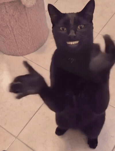 Black Cat Standing on Hind Legs Making Funny Face
