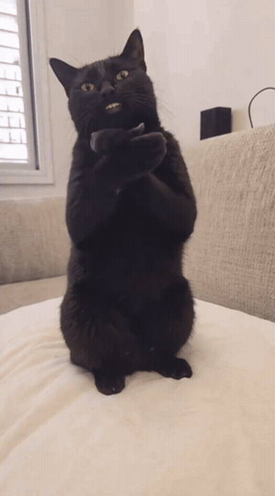 Black Cat Standing On Hind Legs On Couch GIF