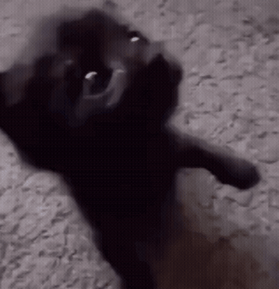 Black Cat Standing On Hind Legs On Rocks GIF