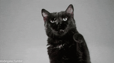 Black Cat Standing On Hind Legs Reaching Up GIF