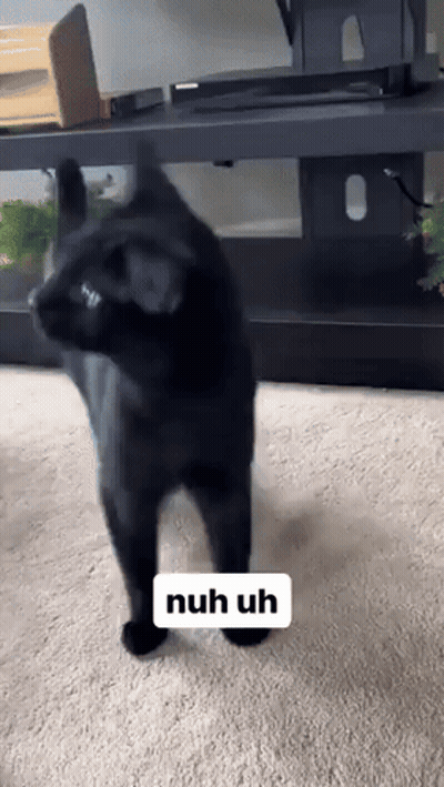 Black Cat Standing on Hind Legs Saying Nuh Uh