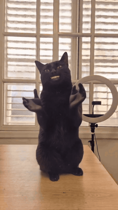 Black Cat Standing On Hind Legs With Arms Outstretched GIF