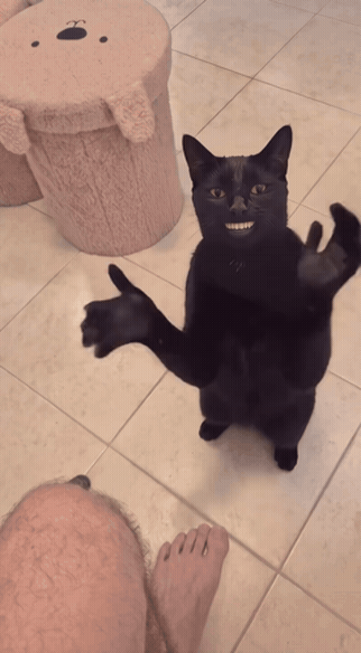 Black Cat Standing On Hind Legs With Paws Outstretched GIF