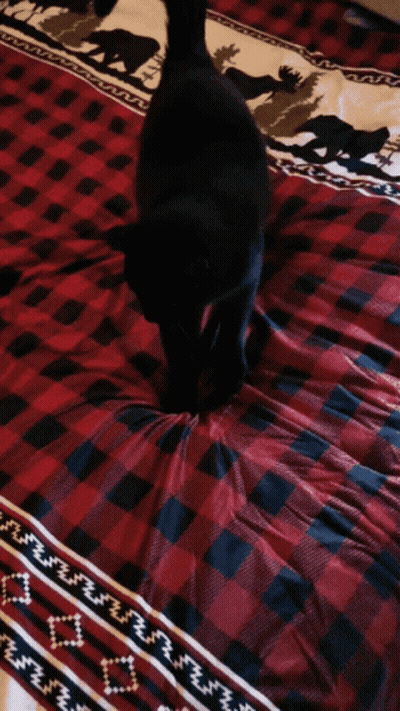 Black Cat Standing On Plaid Comforter GIF