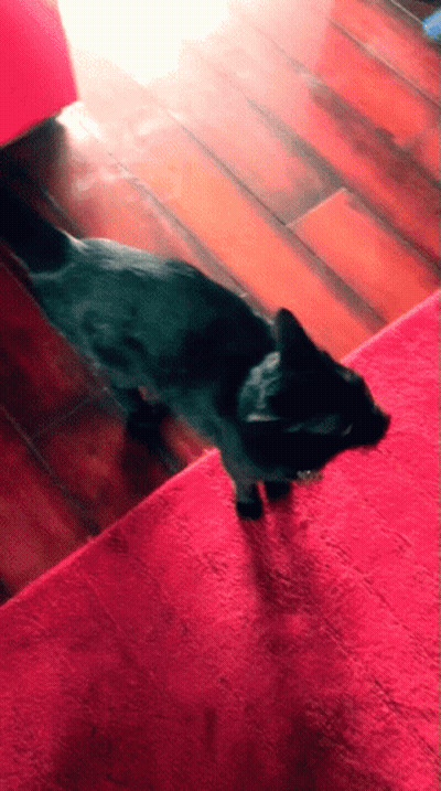 Black Cat Standing On Red Carpet GIF
