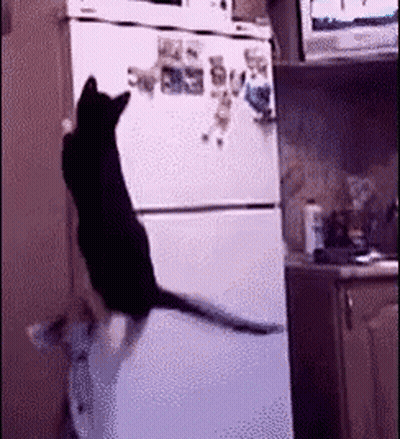 Black Cat Standing on Refrigerator Door