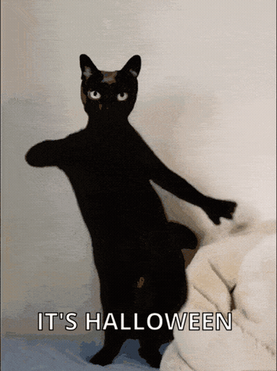 Black Cat Standing Saying It's Halloween GIF