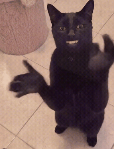 Black Cat Standing With Arms Outstretched GIF