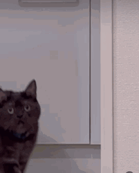 Black Cat Stare GIF
