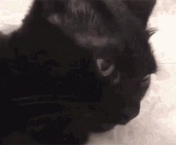 Black Cat Stick Tongue Out GIF