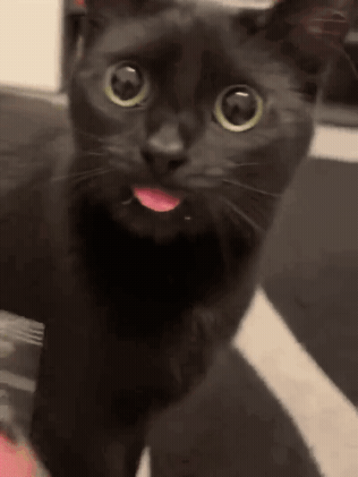 Black Cat Sticking Tongue Out Looking At Camera GIF