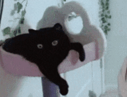Black Cat Stretching GIF