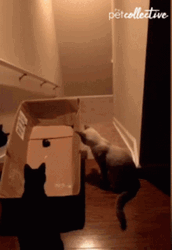 Black Cat Stunt Stairs GIF