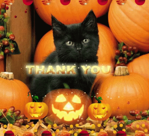 Black Cat Surrounded By Pumpkins And Leaves Thank You GIF