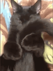 Black Cat Tail Hug GIF