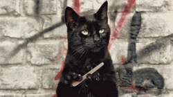 Black Cat Waiting Patiently Cleaning Nails GIF